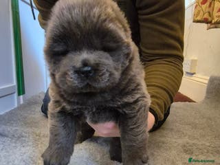 Chow Chow dogs Adorable Chow Chow puppies. Ready 21st January - Advert 4