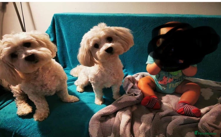 Maltese dogs - Advert 1
