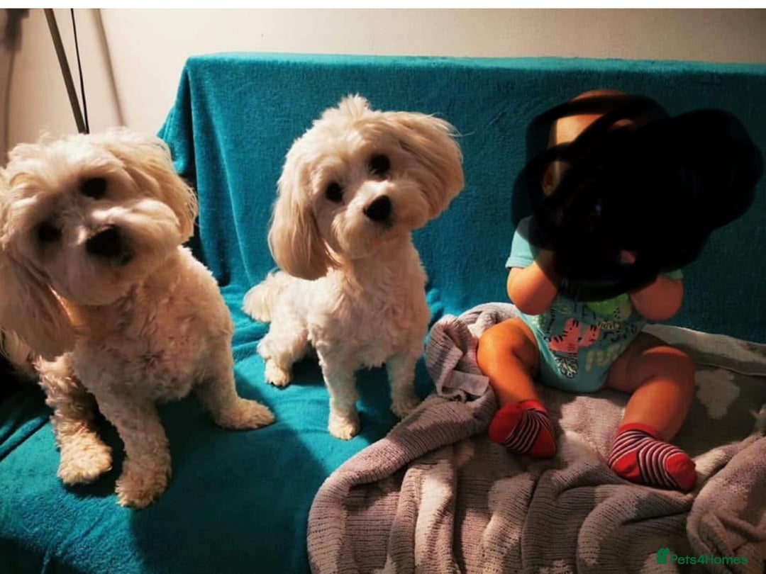 Maltese dogs for sale: Rehoming - Image 1