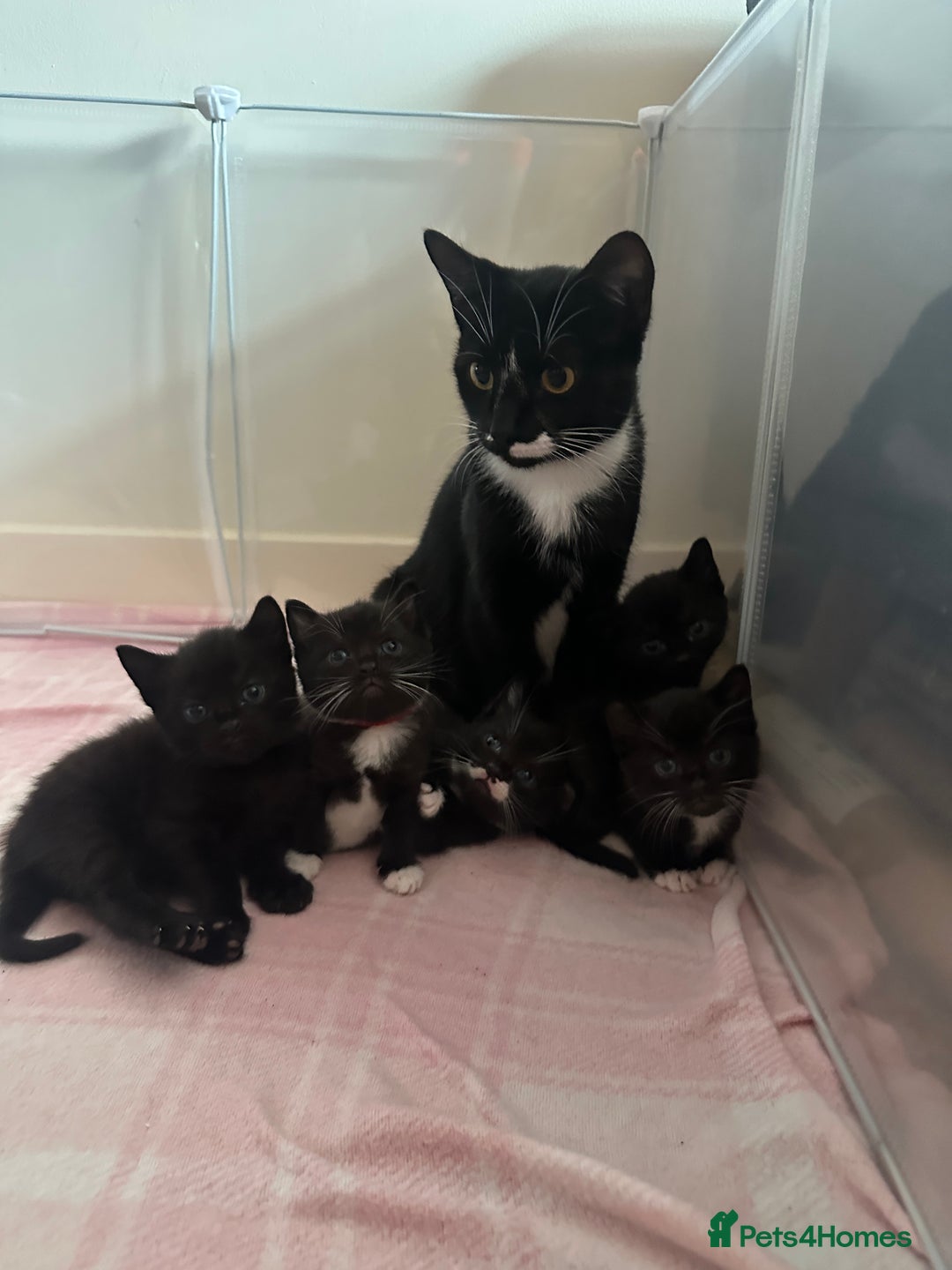 Domestic Shorthair cats for sale: Gorgeous Black/White Domestic Shorthairs Available - Image 3