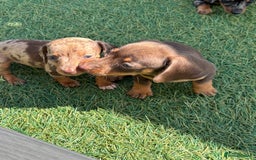 Dachshund dogs for sale: Dachshund Puppies  - Image 13