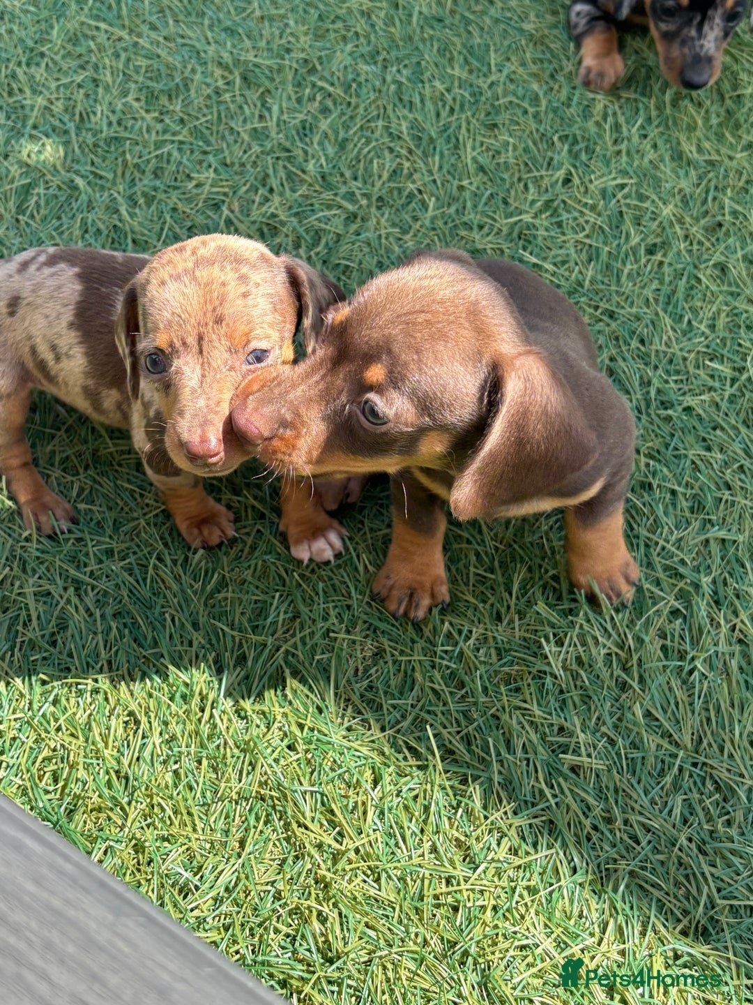 Dachshund dogs for sale: Dachshund Puppies  - Image 13