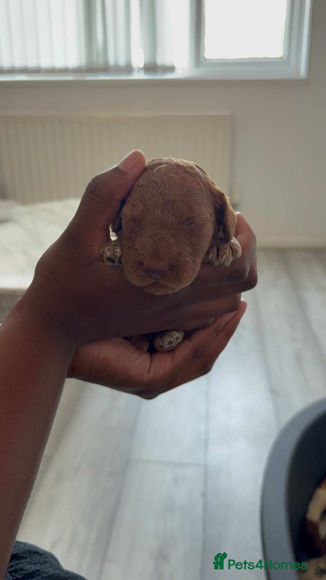 Cockapoo dogs for sale: 5 Beautiful Cockapoo Puppies  - Image 12