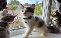 Mixed Breed cats for sale: Adorable Ragdoll and Norwegian Forest Kittens - Image 17