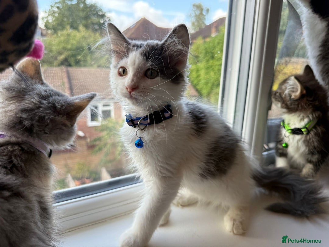 Mixed Breed cats for sale: Adorable Ragdoll and Norwegian Forest Kittens - Image 17