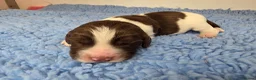 English Springer Spaniel dogs for sale: KC Health Tested, Home Reared 5 ⭐️ Liver Pups - Advert 3