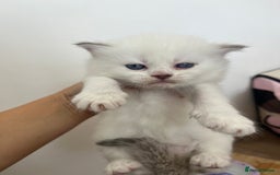 Persian cats for sale: Doll face Persian x - Image 11