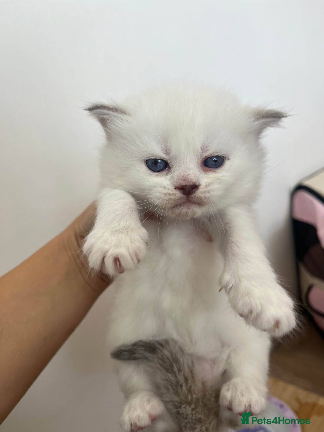 Persian cats for sale: Doll face Persian x - Image 11