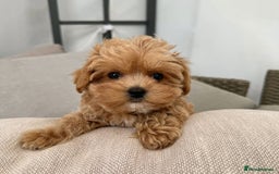 Maltipoo dogs for sale: Beautiful Maltipoo Toy Puppies - Image 11