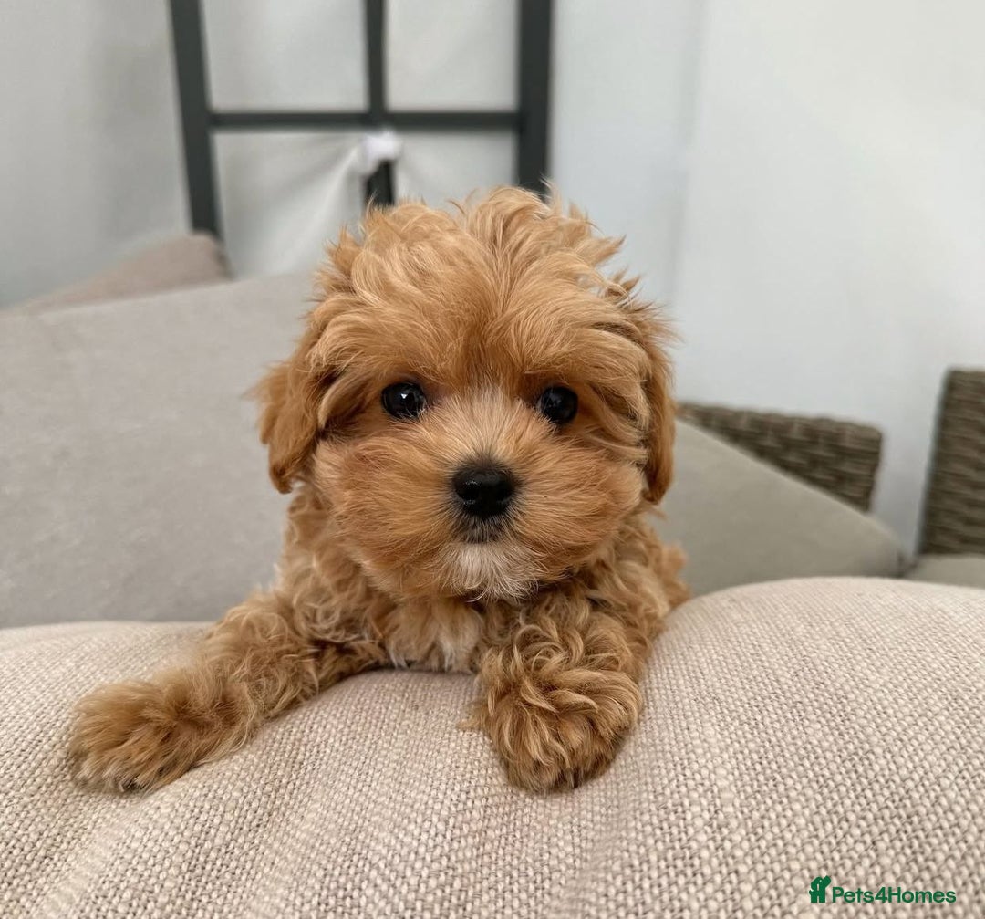 Maltipoo dogs for sale: Beautiful Maltipoo Toy Puppies - Image 11