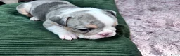 Olde English Bulldogge dogs for sale: 8 beautiful and chunky puppies amazing colours 🤩 in Coventry - Advert 9