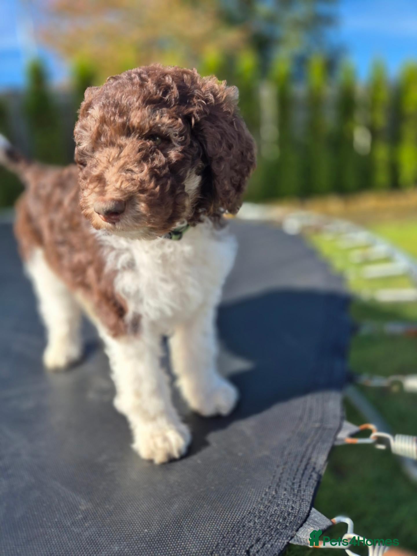 Standard Poodle dogs Beautiful parti colour phantom Standard Poodles  - Advert 3