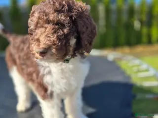 Standard Poodle dogs Beautiful parti colour phantom Standard Poodles - Advert 3