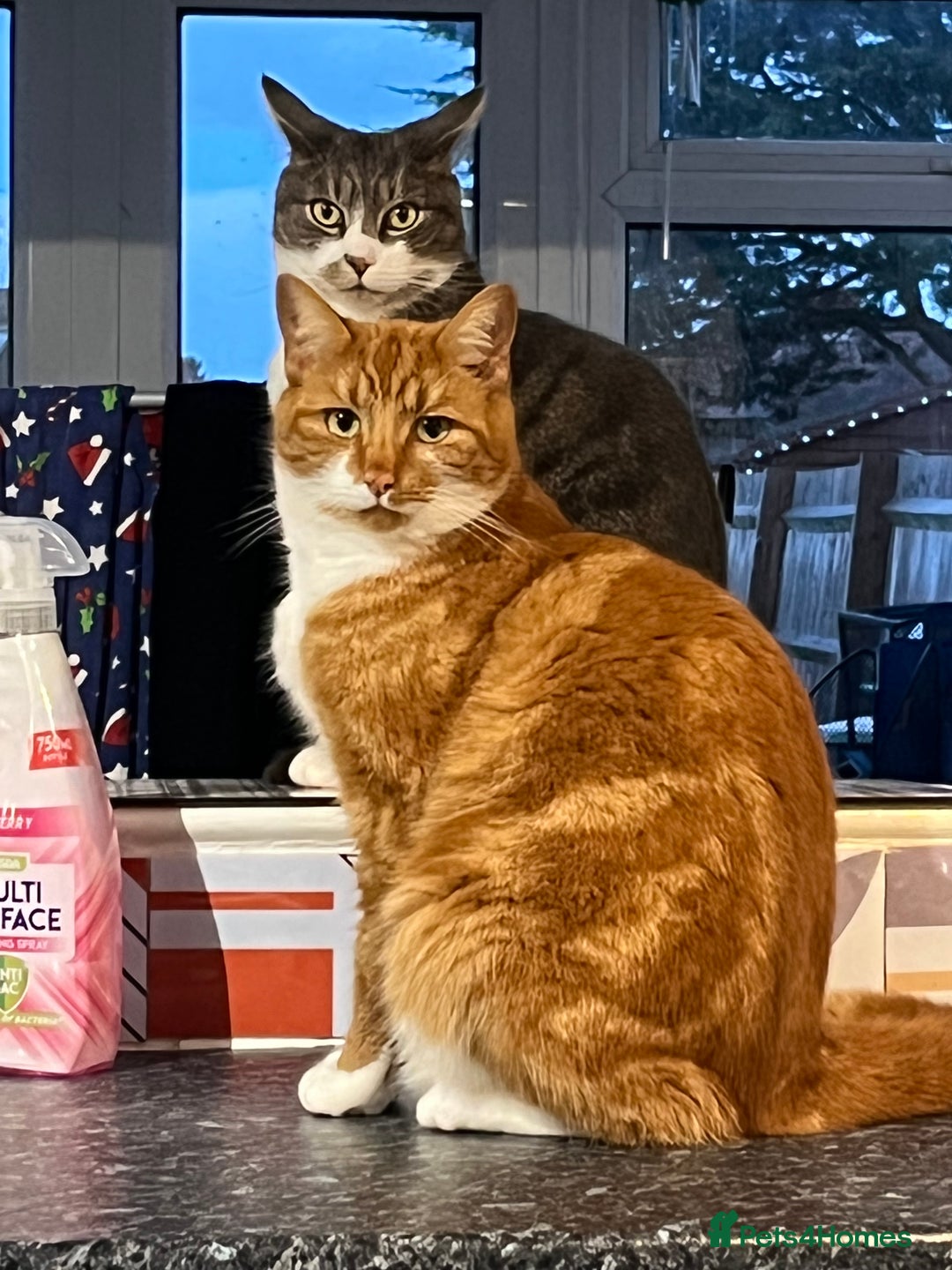 Domestic Shorthair cats for sale: Two cats for rehoming   - Advert 4