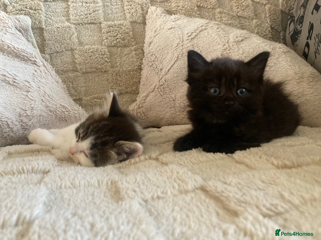 Mixed Breed cats for sale: Sweet Kittens  - Image 10