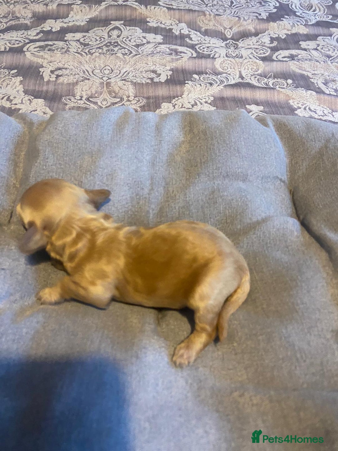 Cockapoo dogs for sale: Beautiful puppies in time for  ** ! 🐶 🥰  **   - Image 16