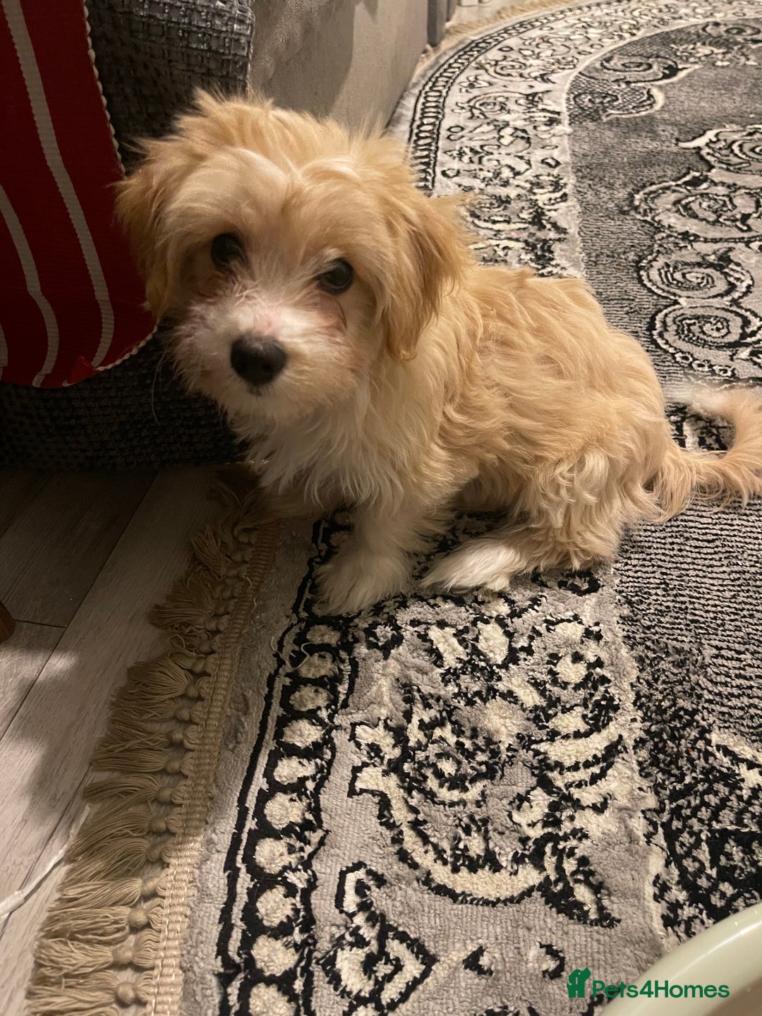 Morkie dogs for sale: Morkie  - Advert 3