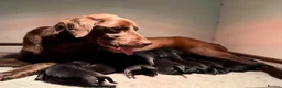 Labrador Retriever dogs for sale: Beautiful Soft Natured Black Labradors KC Reg - Advert 2