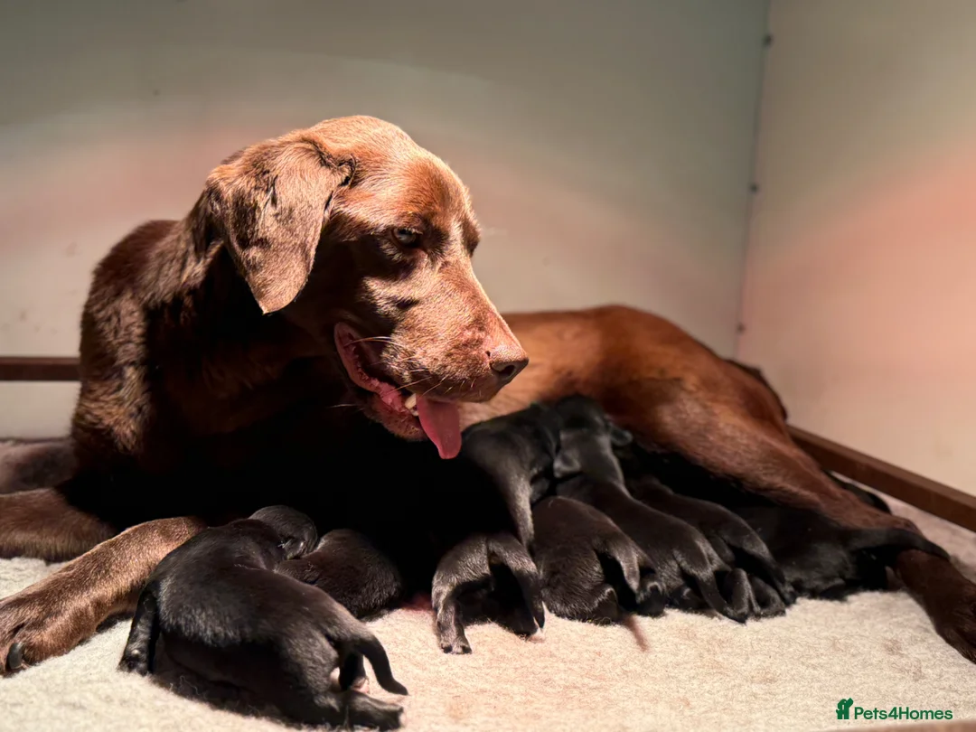 Labrador Retriever dogs for sale: Beautiful Soft Natured Black Labradors KC Reg - Advert 2