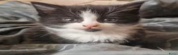 British Shorthair cats for sale: Super friendly kittens. Used to dogs and children  in Leighton Buzzard - Advert 19