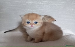 British Shorthair cats for sale: Quality X4 British Longhair x2 British Shorthair - Image 6