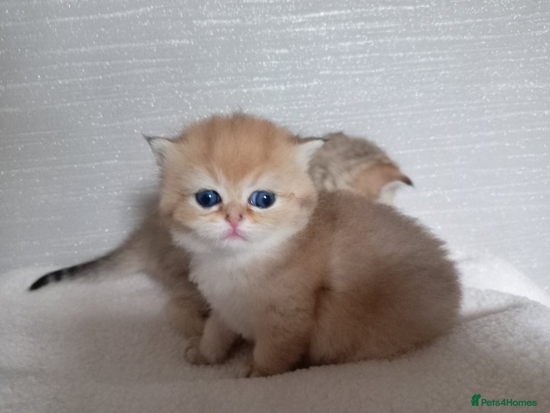 British Shorthair cats for sale: Quality X4 British Longhair x2 British Shorthair - Image 6