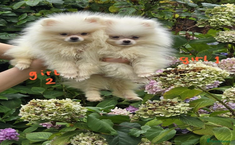 Pomeranian dogs - Advert 1