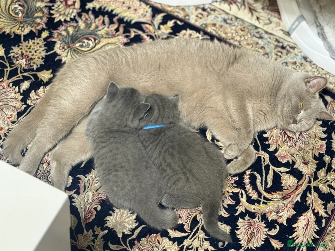 British Shorthair cats for sale: BSH kittens  - Advert 8