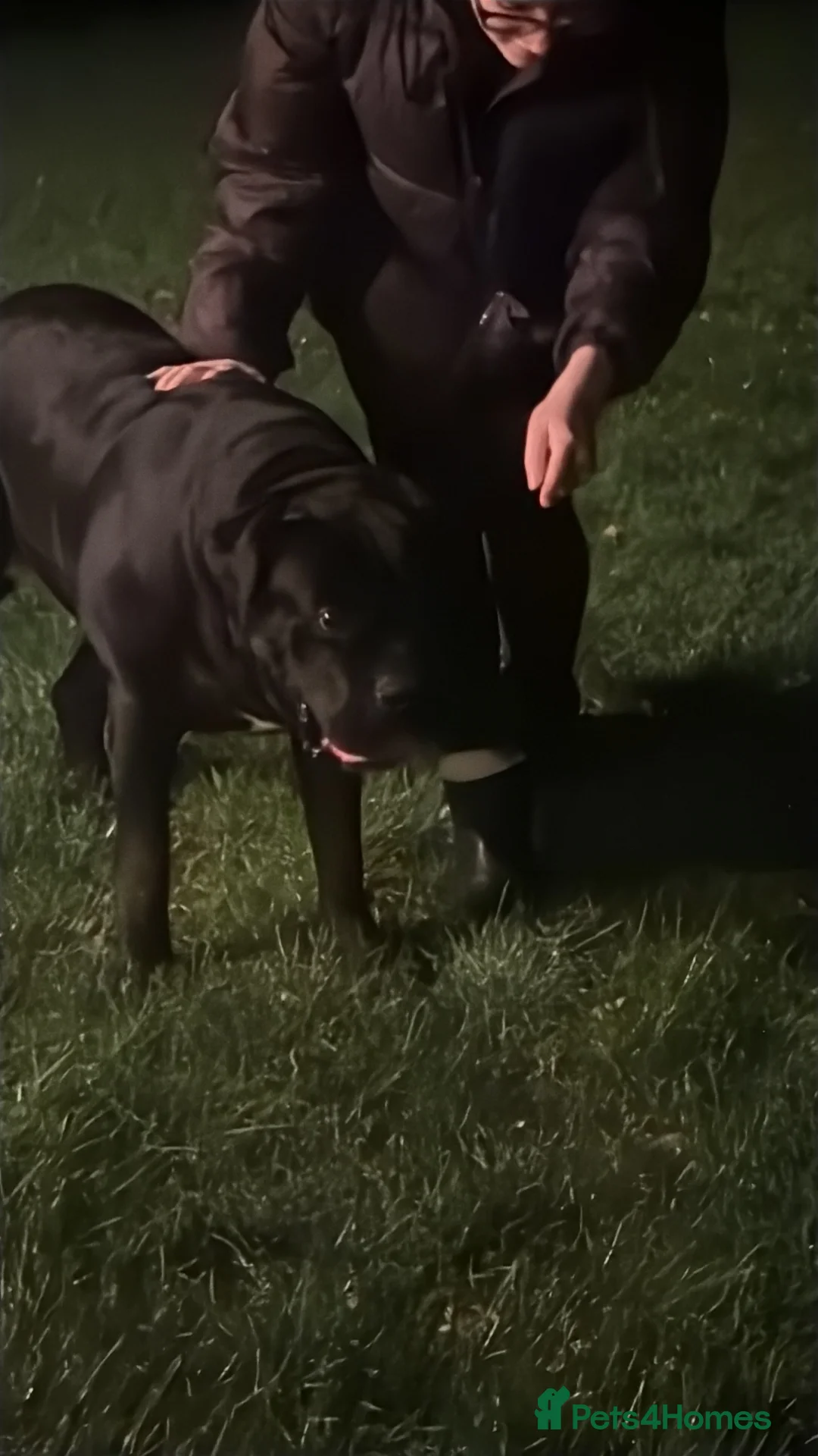 Cane Corso dogs for sale: Cane corso in Leicester - Advert 4