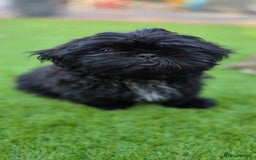 Shih Tzu dogs for sale: Last little black Shih-Tzu boy in Walsall - Image 3