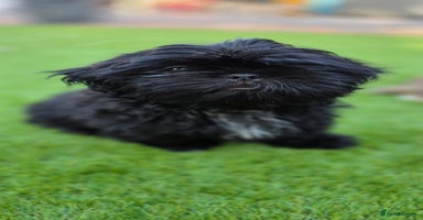 Shih Tzu dogs in Walsall - Advert 1