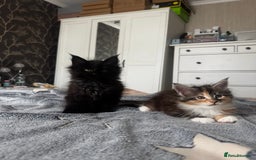Maine Coon cats for sale: 1 BLACK SMOKE BOY 1 TORTIE GIRL MAINE COON KITTENS - Image 2