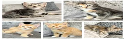 Mixed Breed cats for sale: READY TO LEAVE British ShorthairX kittens  - Advert 3
