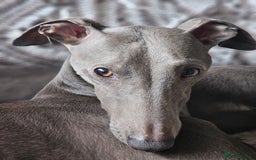 Whippet dogs for stud: Proven KC registered Laguna Whippet for stud - Image 3