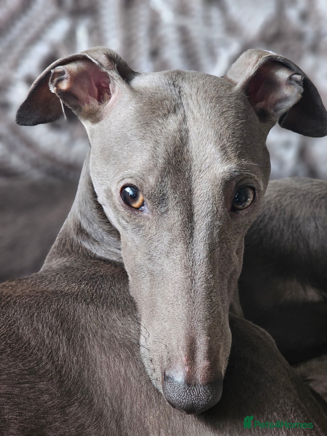 Whippet dogs for stud: Proven KC registered Laguna Whippet for stud - Image 3