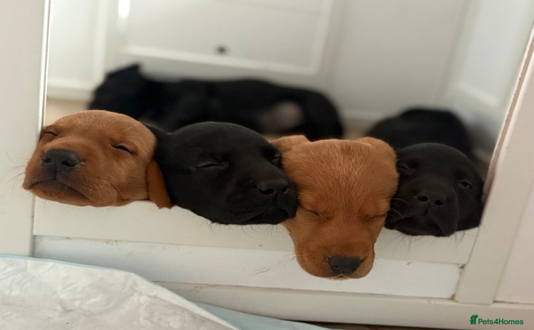 Labrador Retriever dogs - Advert 15