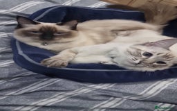 Ragdoll cats for sale: Lilo & Stitch - Rehoming Our Beloved Ragdoll Pair - Image 3