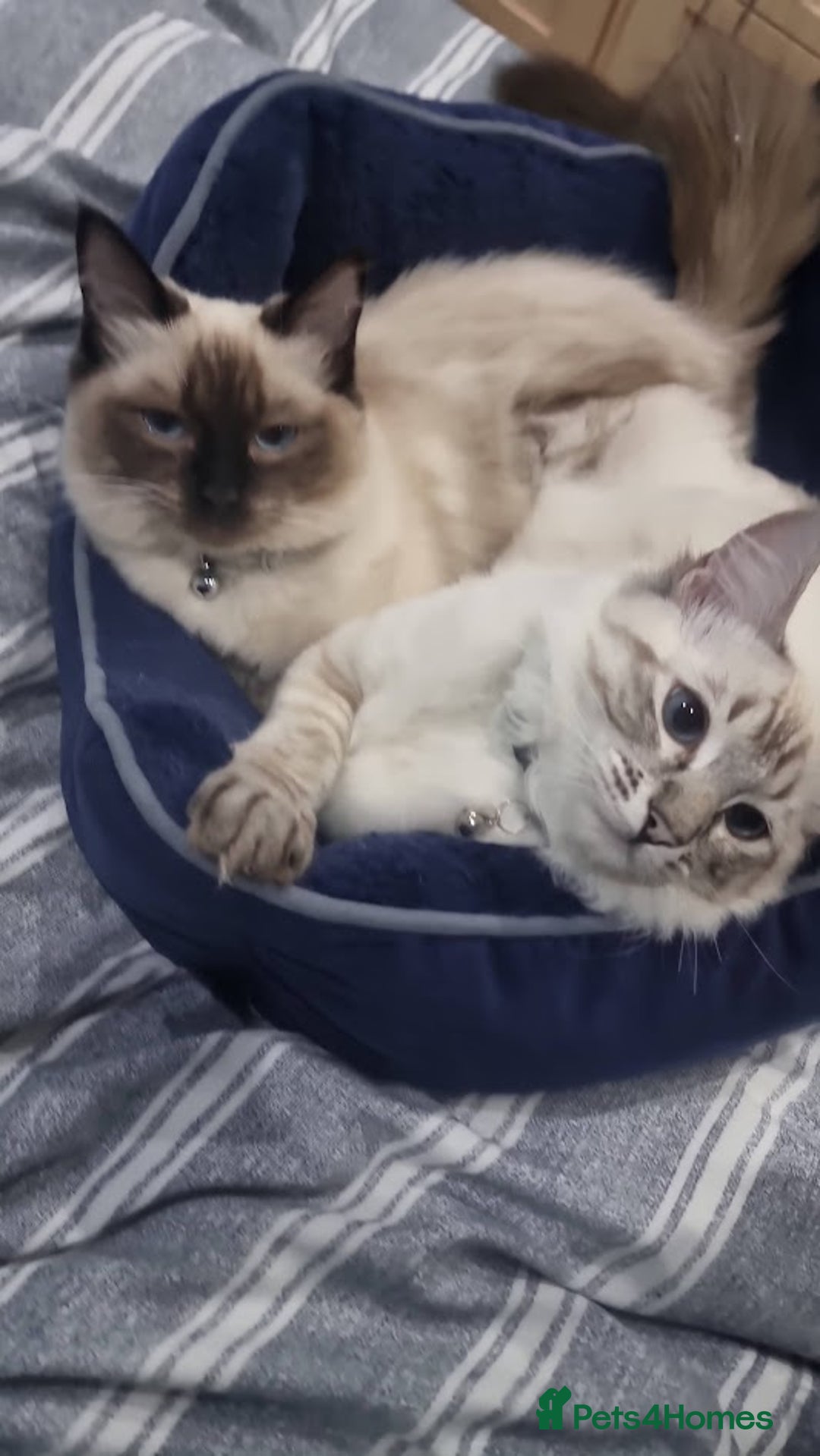 Ragdoll cats for sale: Lilo & Stitch - Rehoming Our Beloved Ragdoll Pair - Image 3