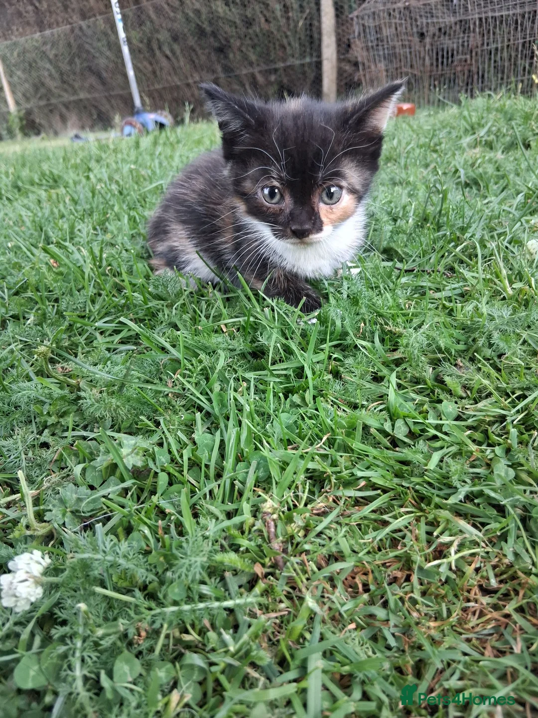 Mixed Breed cats for sale: Beautiful kittens or sale - Advert 9