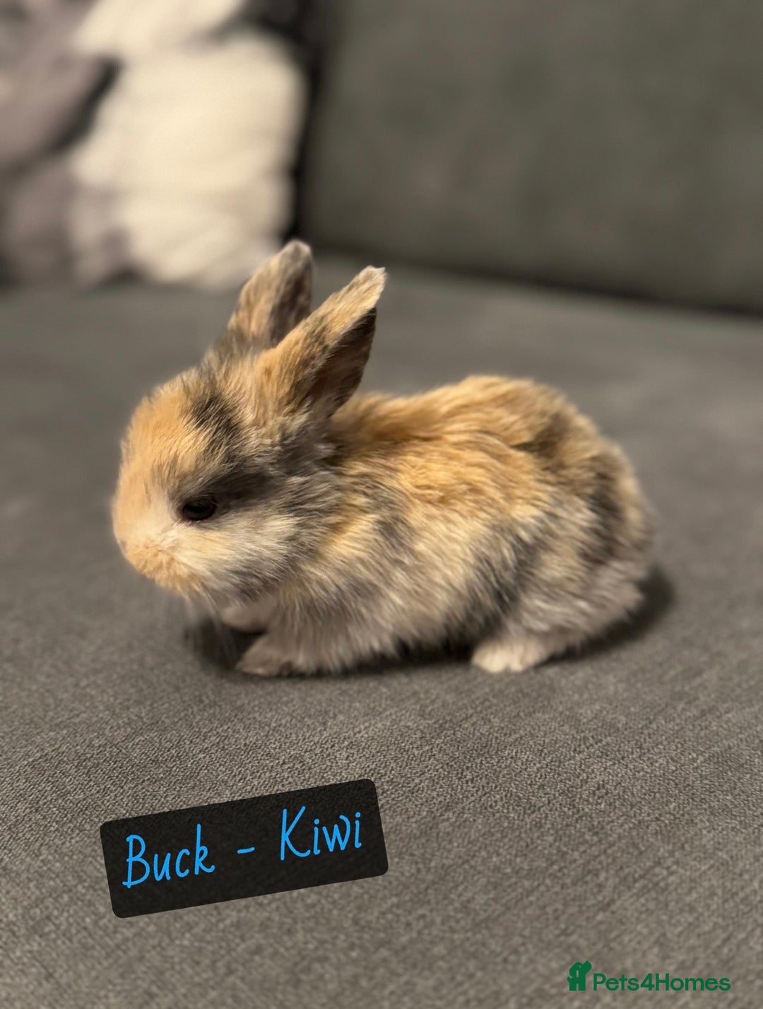 Mini Lop rabbits for sale: PURE BREED BABY MINI LOPS - Image 1