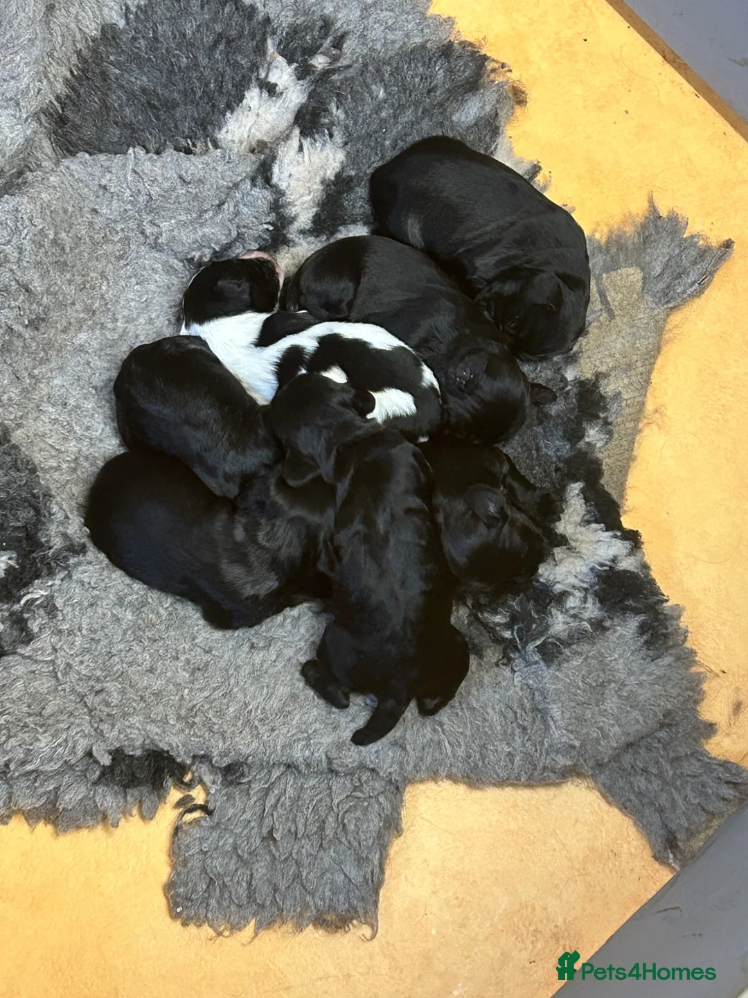 Cocker Spaniel dogs for sale: 7 working cocker spaniel pups - Advert 2