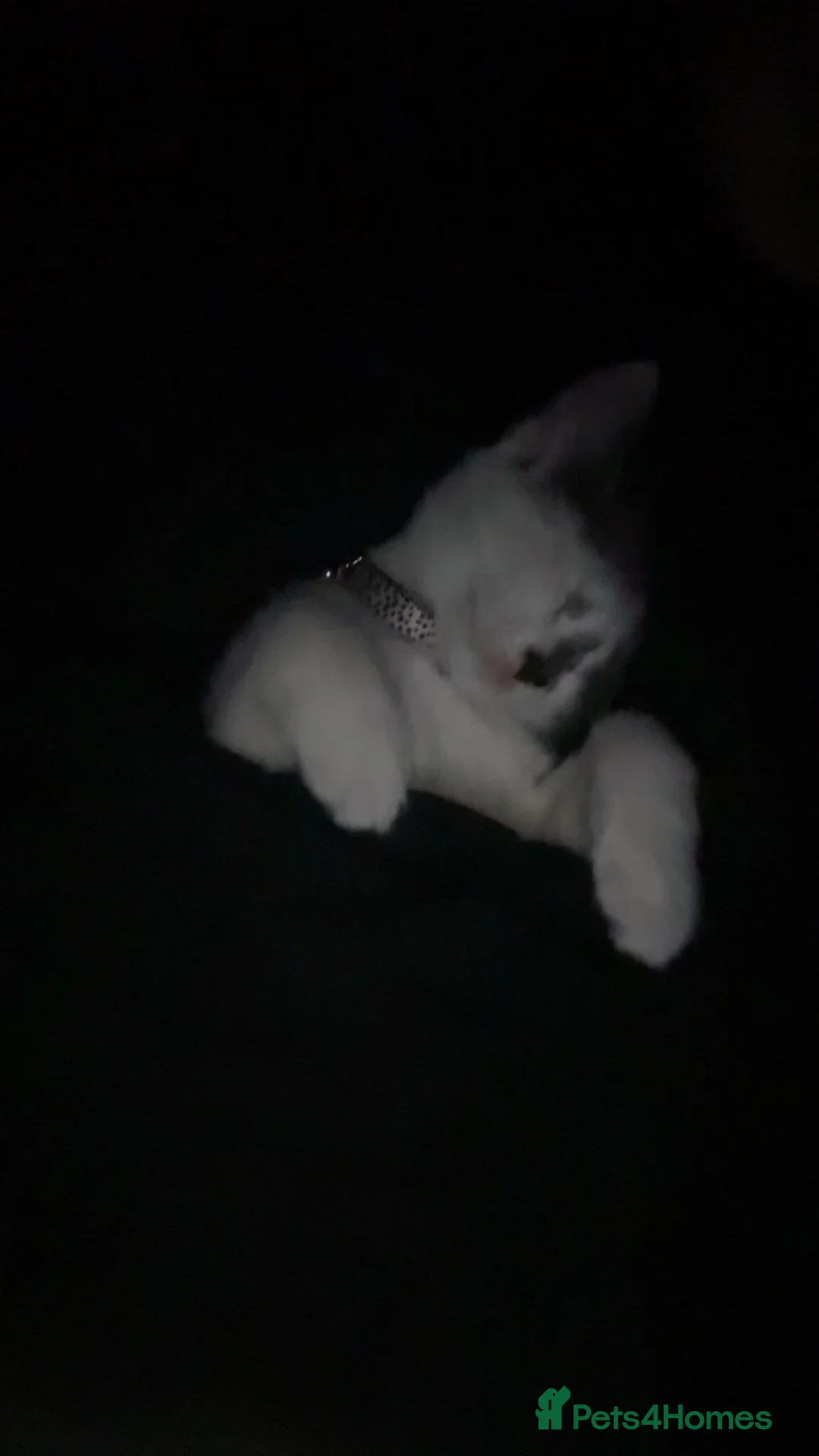 Mixed Breed cats for sale: Beautiful mix breed cat in Cleethorpes - Advert 2