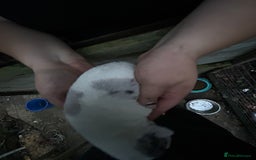 Border Collie dogs for sale: merle + black and white pups  - Image 11