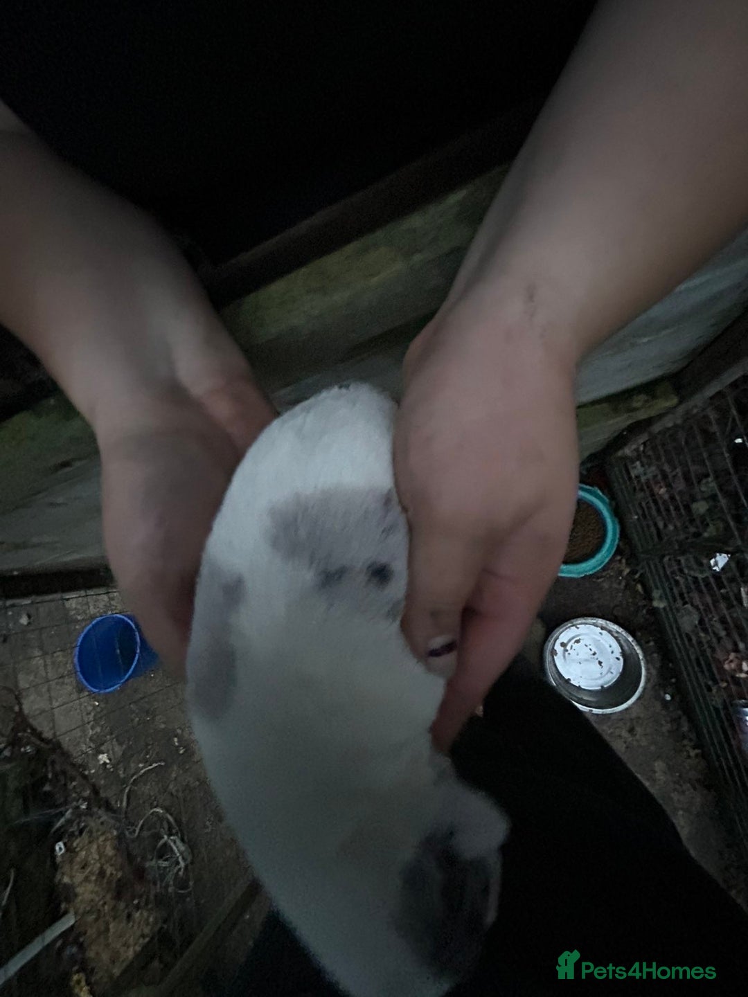 Border Collie dogs for sale: merle + black and white pups  - Image 11