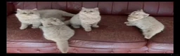 British Longhair cats for sale: British long hairkittens - Advert 2