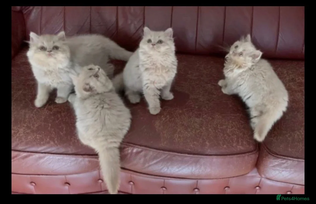 British Longhair cats for sale: British long hairkittens - Advert 2