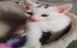 Mixed Breed cats for sale: Mircochipped female white kitten  - Image 10