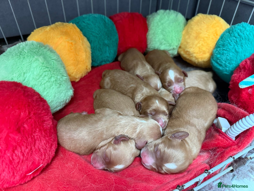 Cavapoo dogs for sale: Beautiful Health Tested F1 Cavapoos 🐶 - Image 1