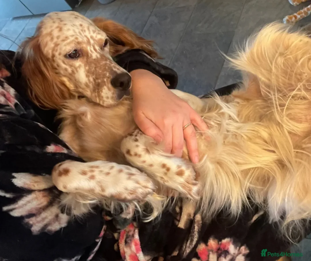English Setter dogs for adoption: Pecas - Advert 3