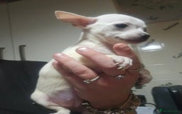 Chiweenie dogs for sale: Chihuahua cross dachshund puppy - Image 1